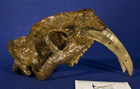 WitmerLab Dinosaur Skull Collection:thylacosmilus