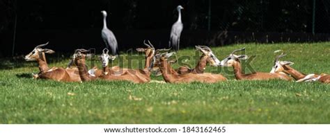 738 Dama Gazelle Images, Stock Photos & Vectors | Shutterstock