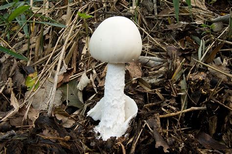 Amanita virosa (Death Angel, Destroying Angel) | North Carolina ...