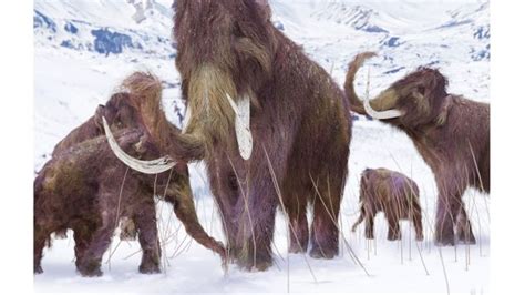 Scientists Successfully Insert Woolly Mammoth DNA Into Elephant Genome ...