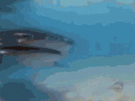 Jumping The Shark GIFs - Get the best GIF on GIPHY