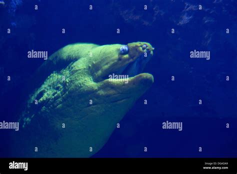 Green Moray eel in an aquarium Stock Photo - Alamy