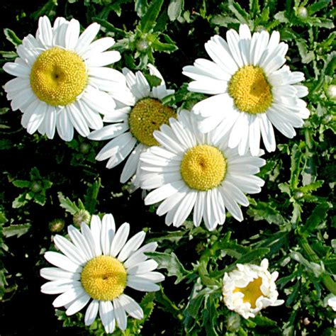 Leucanthemum vulgare 'May Queen' Oxeye Daisy from Sandy's Plants