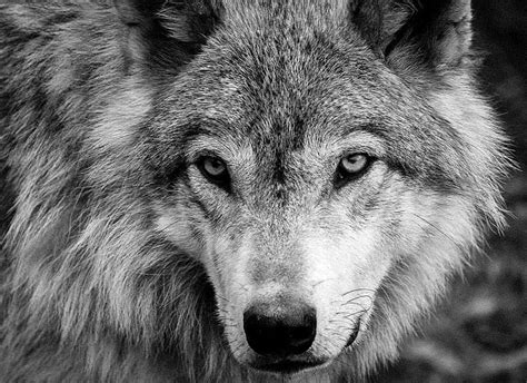 Cool Black And White Wolf Wallpapers - Wallpaper Cave