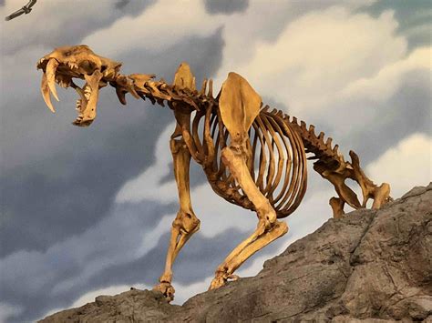 Friday Catblogging: A Saber-Toothed Cat | FREE WHITEWATER