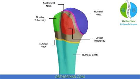 templado erupción en proximal humerus anatomy Lada Dar permiso Tacto