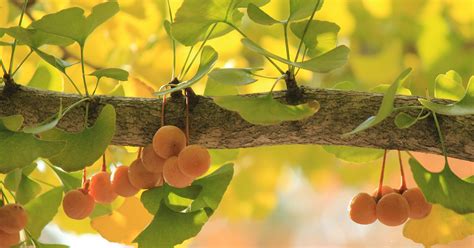 D.C. Launches its Annual Campaign Against the Smell of the Ginkgo Tree ...