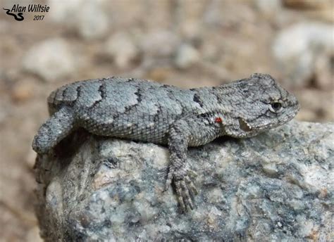 Female Eastern Fence Lizard - Photo by Alan Wiltsie | Reptiles and amphibians, Amphibians, Lizard