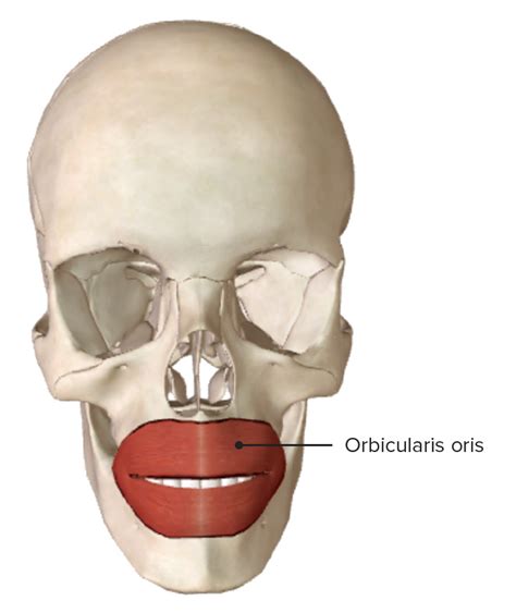 Facial Muscles: Anatomy | Concise Medical Knowledge