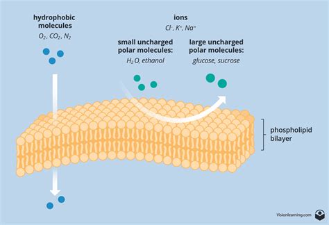 Membranes II | Biology | Visionlearning