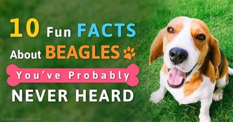 10 Beagle Fun Facts You Should Not Miss