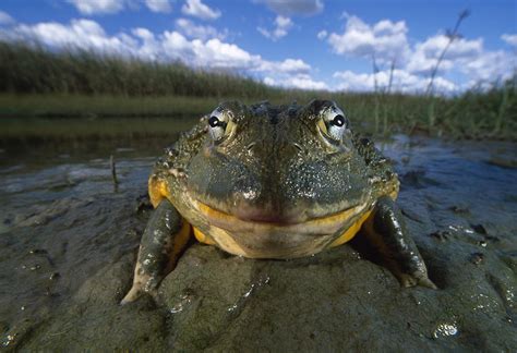 Giant Bullfrog Photograph by Nhpa - Pixels