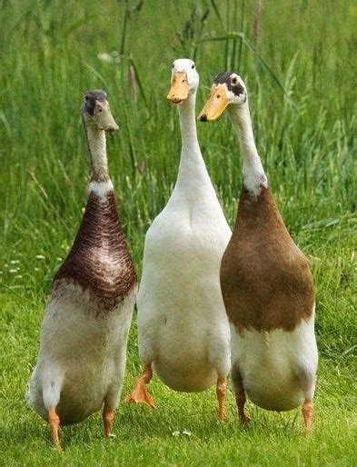 Indian Runner Ducks: Wonderful for Eggs and Insect Control