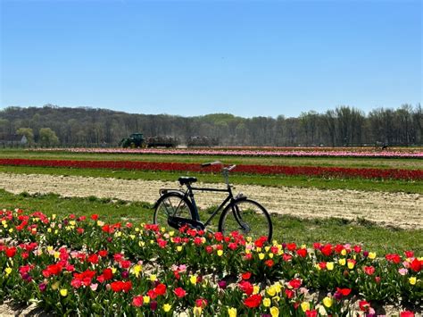 Visiting the Tulip Fields at Holland Ridge Farms in NJ