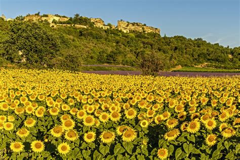 The Sunflower Fields of Saignon, France