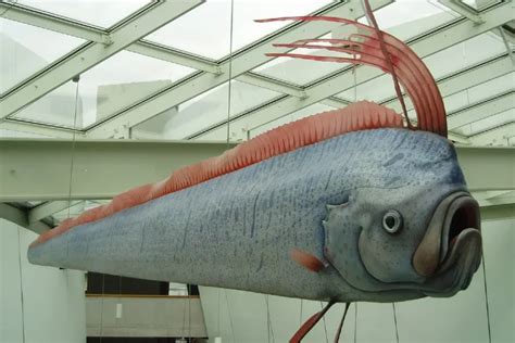 Oarfish - a mysterious creature that lives in deep waters filmed at Australia's Great Barrier ...