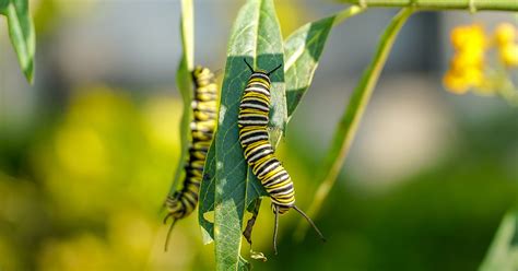 How To Support Butterflies In Your Garden - The Garden Magazine