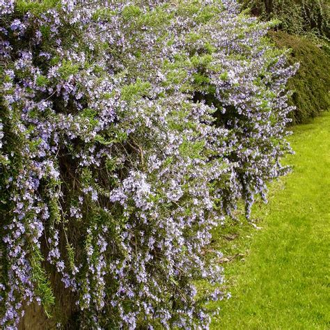 Trailing Rosemary (Rosmarinus officinalis 'Prostratus')