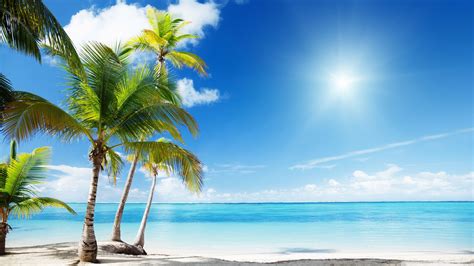 Coconut Trees On White Beach Sand Near Body Of Water During Sunny Time ...