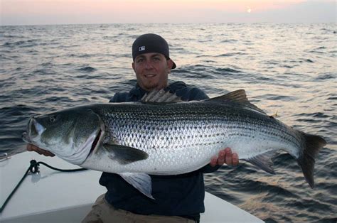 Huge Striper that's tagged! | Striper, Fish, Outfitter