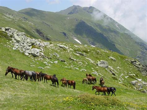 Nacionalni park Šar-planina - Turizaminfo