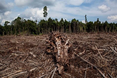 Deforestasi oleh perusahaan kelapa sawit di Asia Tenggara tahun 2020: totalnya berkurang, namun ...