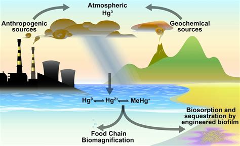 A self-regulated microbial system as an anti-pollutant for mercury ...