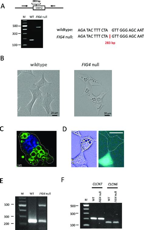 Generation of FIG 4 null HAP1 clone F. Human HAP1 cells were... | Download Scientific Diagram