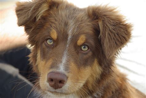 Dog breeds: Australian Shepherd Dog, personality - Dogalize
