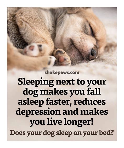 Pin by Luna2332 on Food For Thought | Sleeping dogs, Dogs, I love dogs