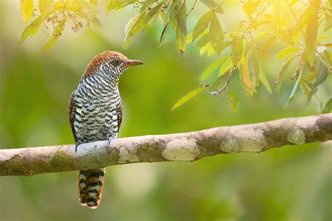 Cuckoo Birds - Animals of the World - WorldAtlas.com