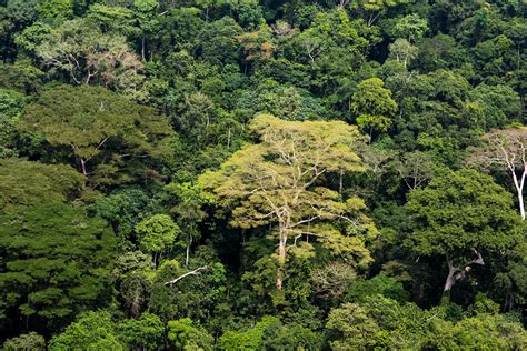 Give the Congo Basin forest a chance - Greenpeace International