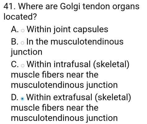 Solved 41. Where are Golgi tendon organs located? A. Within | Chegg.com