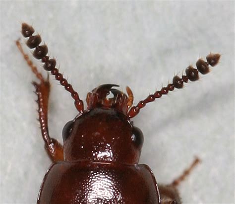 little brown beetle antenna - Macrohydnobius matthewsii - BugGuide.Net