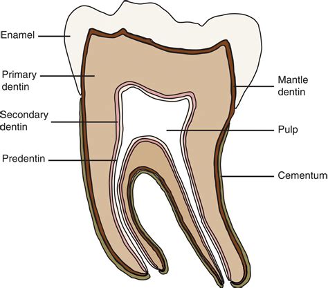 5: Dentin, Pulp, and Tooth Pain | Pocket Dentistry