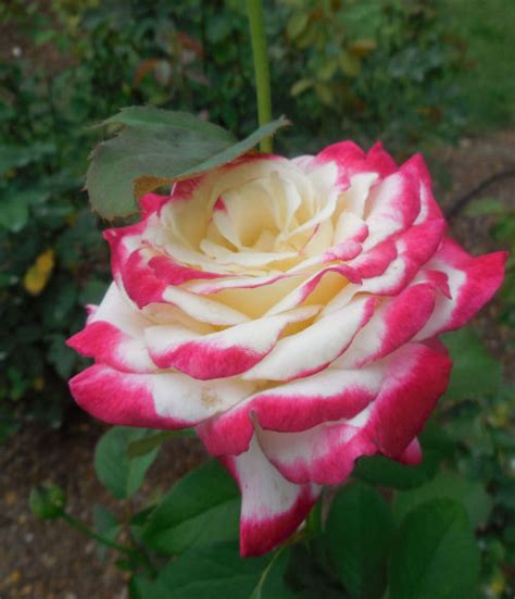 Raleigh Rose Garden - Variegated Roses - The Gardening Cook