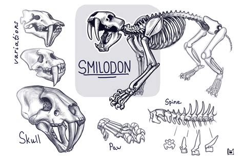 ArtStation - Smilodon skeleton