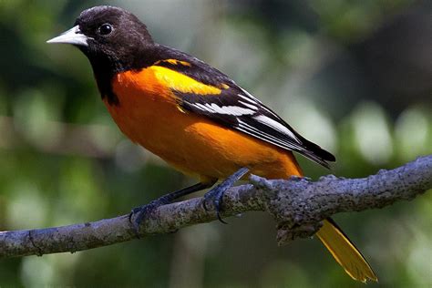 Orchard Oriole vs Baltimore Oriole: How Do They Compare - Birdwatching Buzz