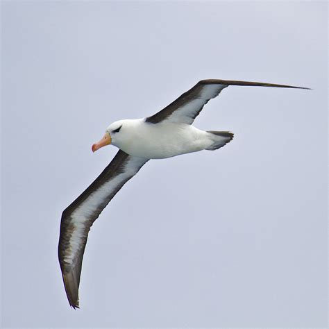 Antarctica & South America: Black-browed Albatross