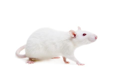 Frozen Rodents: USA Farm-Bred Feeder Mice and Frozen Rats