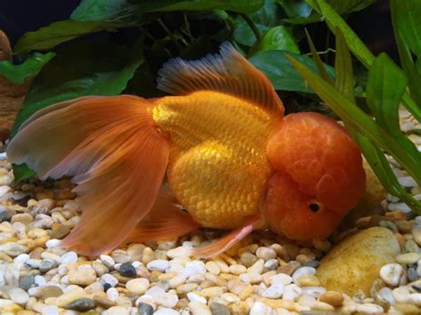 Oranda Goldfisch im Teich | Alle Infos und Details