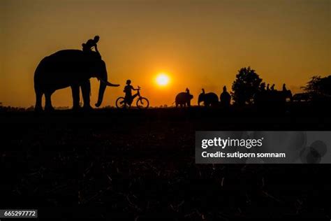 52 Elephant Family Silhouette Stock Photos, High-Res Pictures, and Images - Getty Images