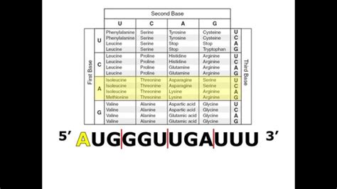 8 Photos Amino Acid Codon Table Mrna And Review - Alqu Blog