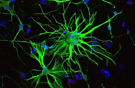 Star-shaped astrocyte cells around neurons prove to be surprisingly ...