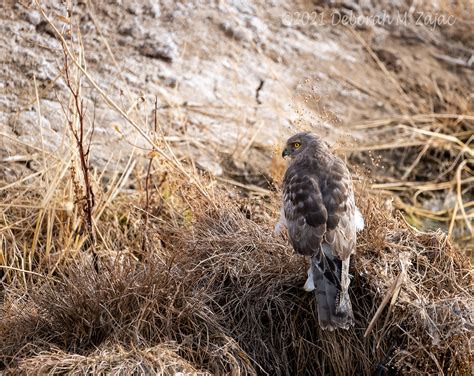 Friday’s Feathered Friends-Northern Harrier – Circadianreflections Blog