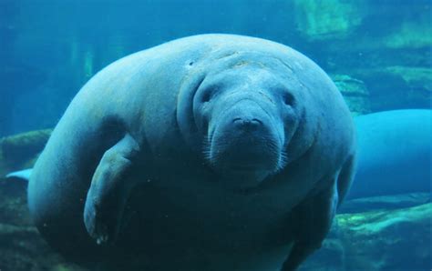 10 Amazing Facts About Manatees - Zap Store