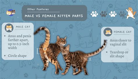 How to Tell Cat Gender by Face? - The Absolute Easiest Way