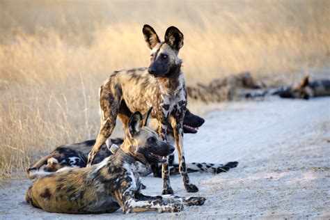 Wildhunde müssen zur Arterhaltung weit wandern - Seniorweb Schweiz