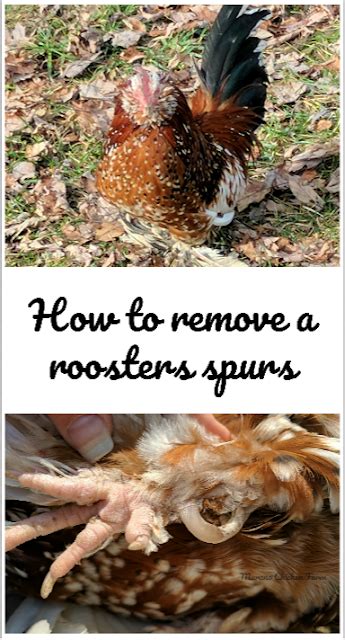 How to remove rooster spurs (the easy way) | Chickens backyard, Rooster, Chicken coop