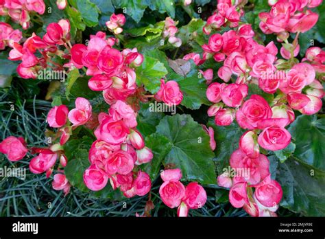 Purple begonia hi-res stock photography and images - Alamy